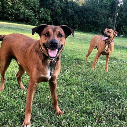 Heavy Duty Tie Out Stake and Cable Combo Pack for Two XL Dogs - 70lbs to 150lbs