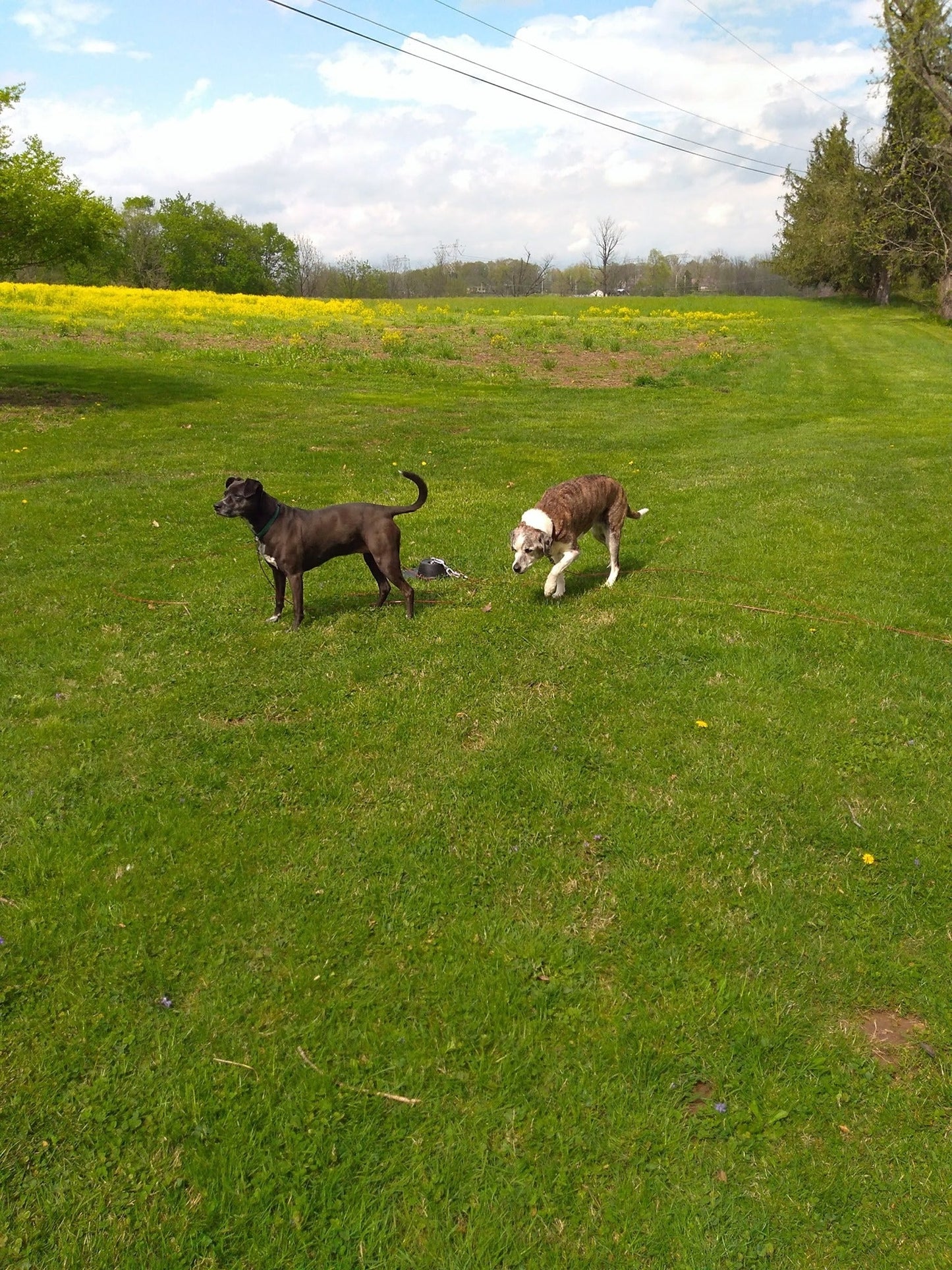 Tangle-free Dog Tie Out Stake with Two Cables - Large Dogs - Up to 60lbs
